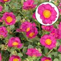 Bild von Portulaca P12 Fuchsia